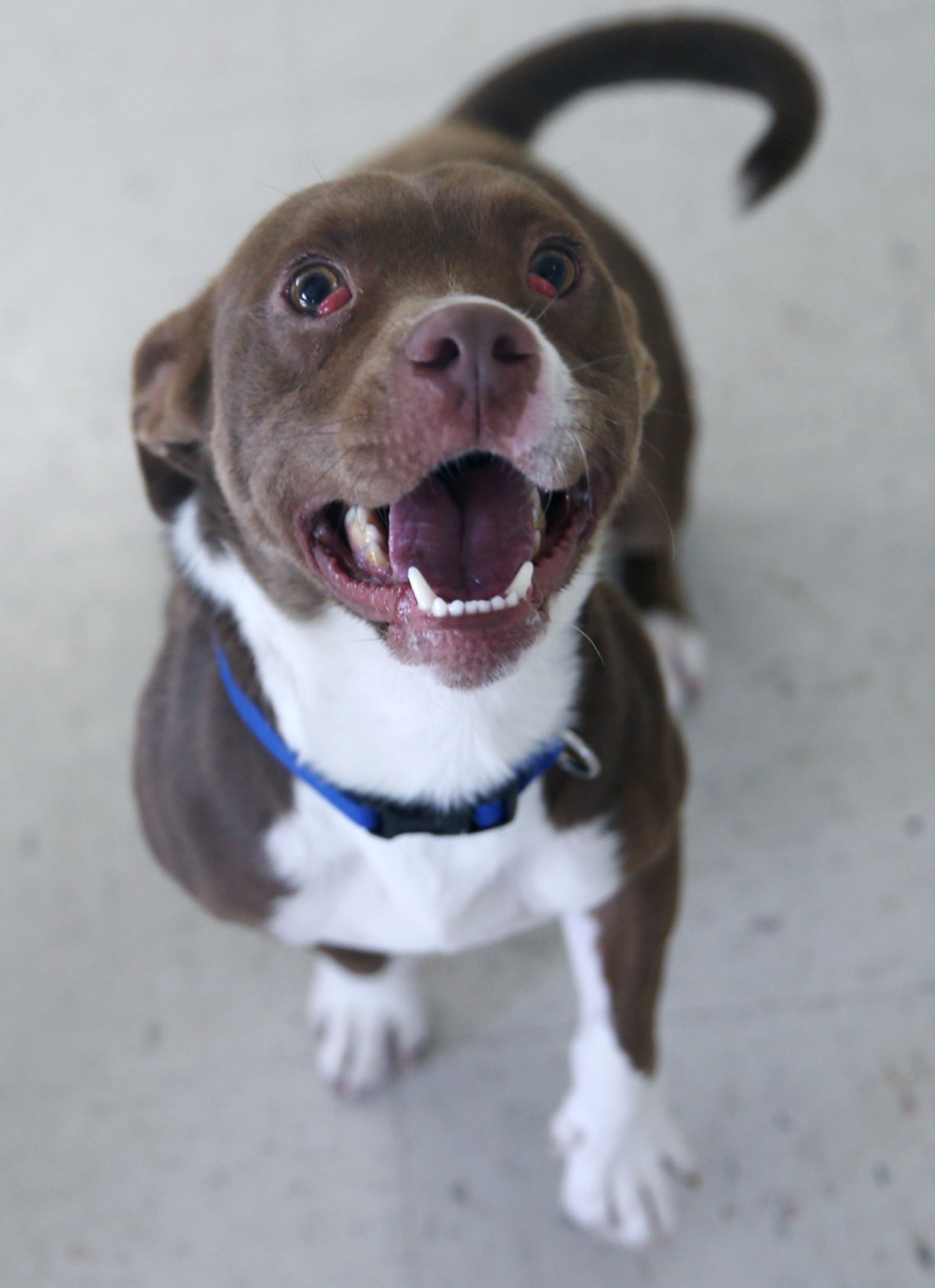 112719_PetGallery005_cs.JPG